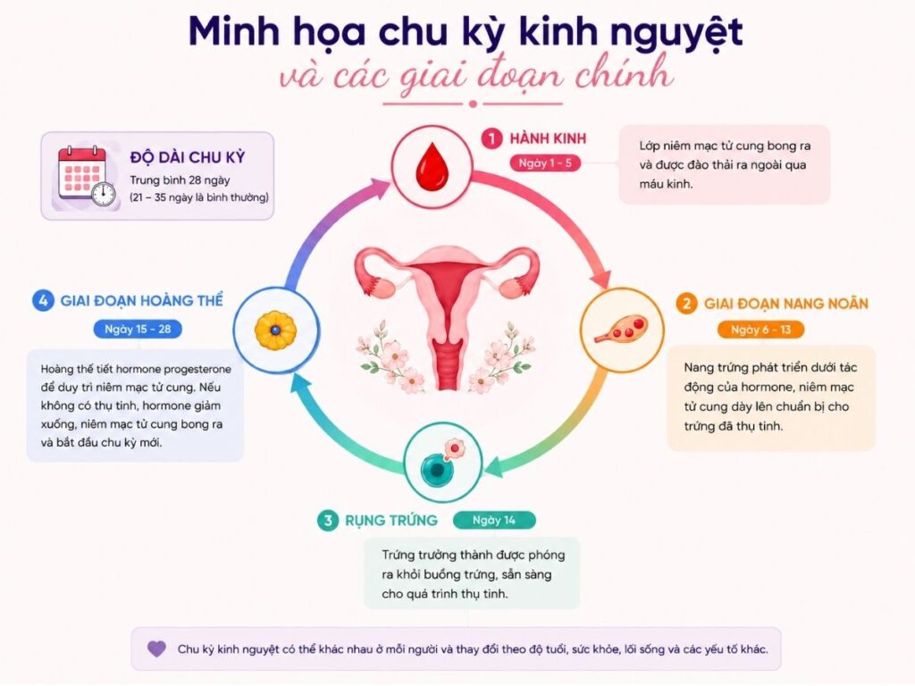 Minh họa chu kỳ kinh nguyệt là gì và các giai đoạn chính